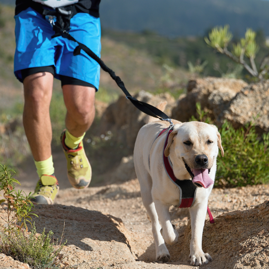 Canicross : le plaisir de courir avec son chien