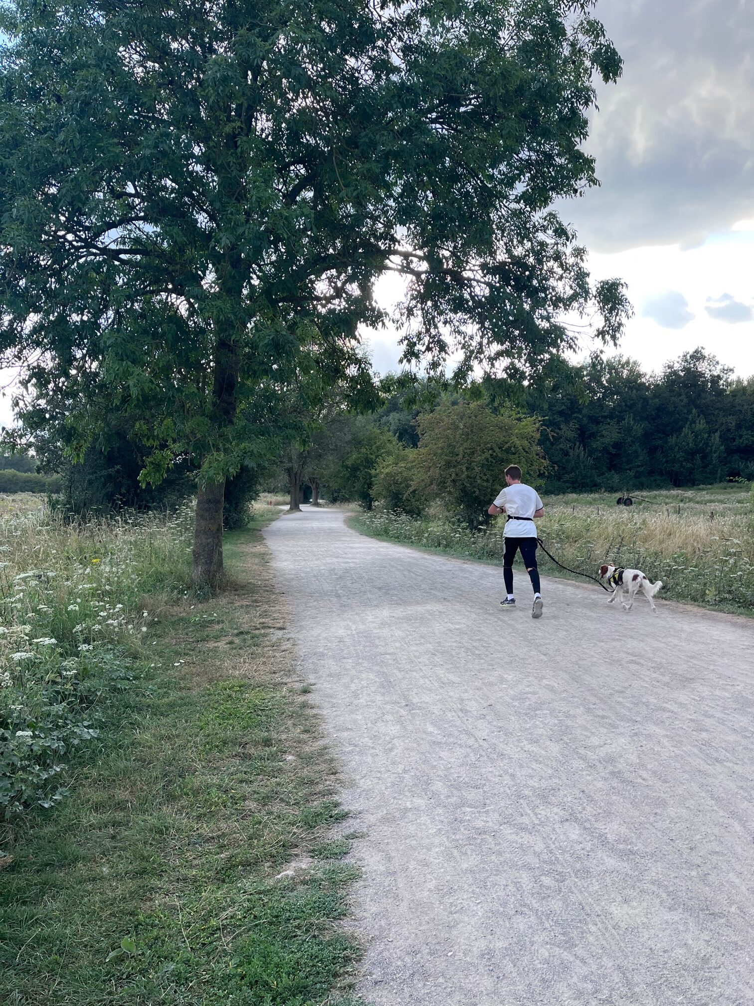 canicross quel chien pour courir