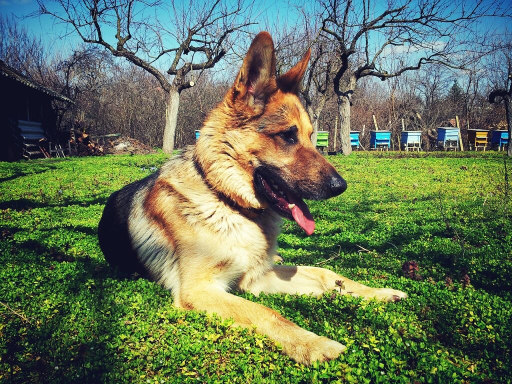 chien pour courir