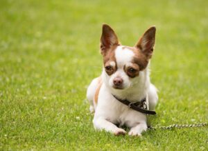 chien pour courir
