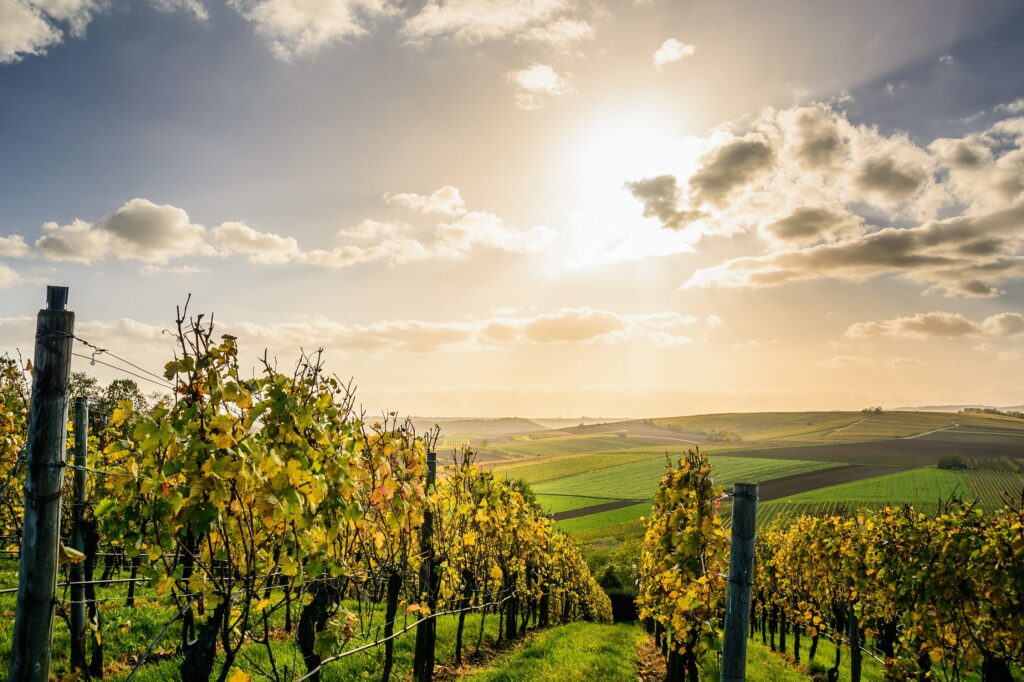 marathon 2023 - au milieu des vignobles